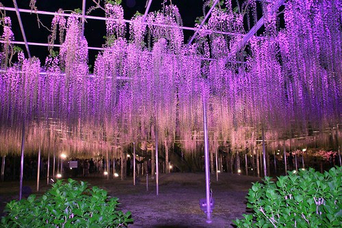 Wisteria floral, Flor de Fuji,ふじのはな物語