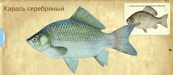 Карась серебряный - Местные названия Карась, серый карась, тарань (казахск.), собо (якут.), довачан (тунгусск.), коленты (бурят.); german carp, giebel carp, pond crucian carp (англ.); Giebel, Silberkarausche, Teichkarausche (нем.); джигоаса (маньчж.); caras (рум.); funa (яп.).