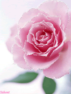 Нежной розы аромат
