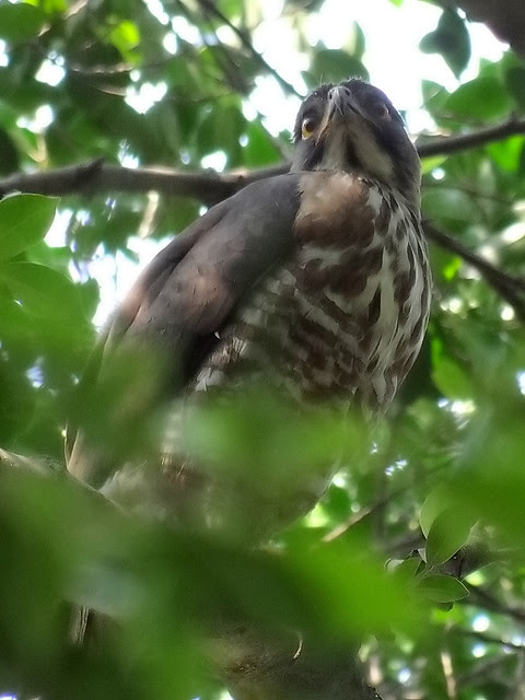 鳳頭蒼鷹/無限台南