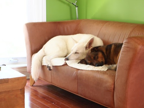 the boys, snoozing