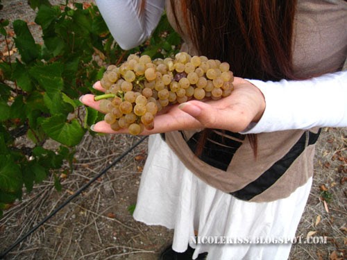 grapes in hand