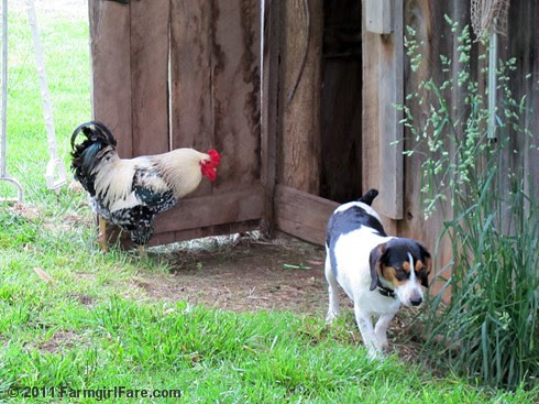 Rooster going in, Bert coming out