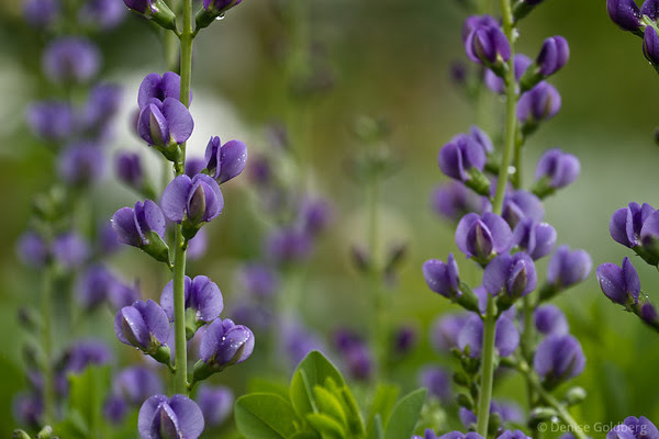 purple flowers, tall, rows