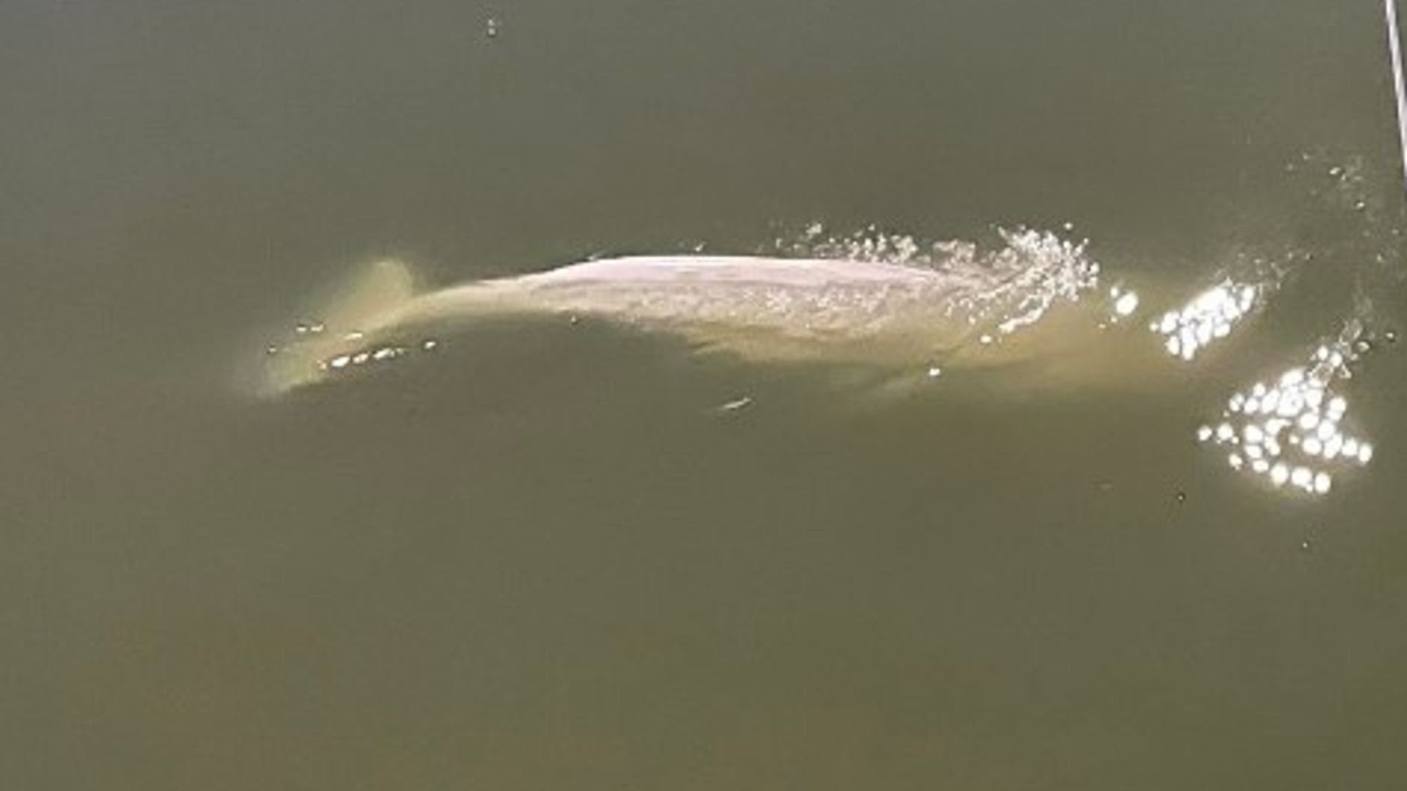 Beluga whale lost in River Seine, France dangerously thin and refusing food