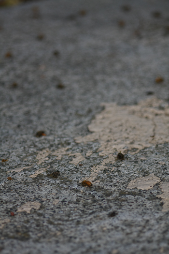 Dying Bees