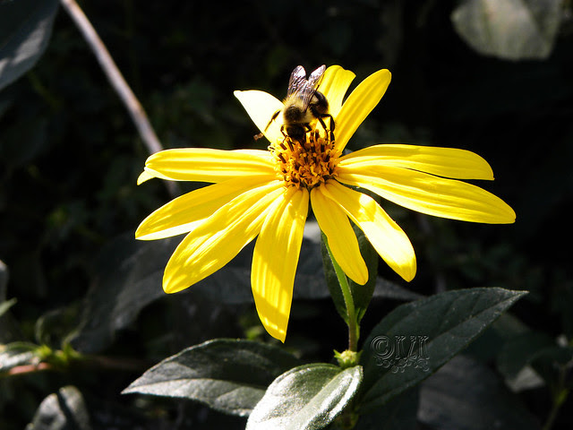 DSCN4382 Bee, flower