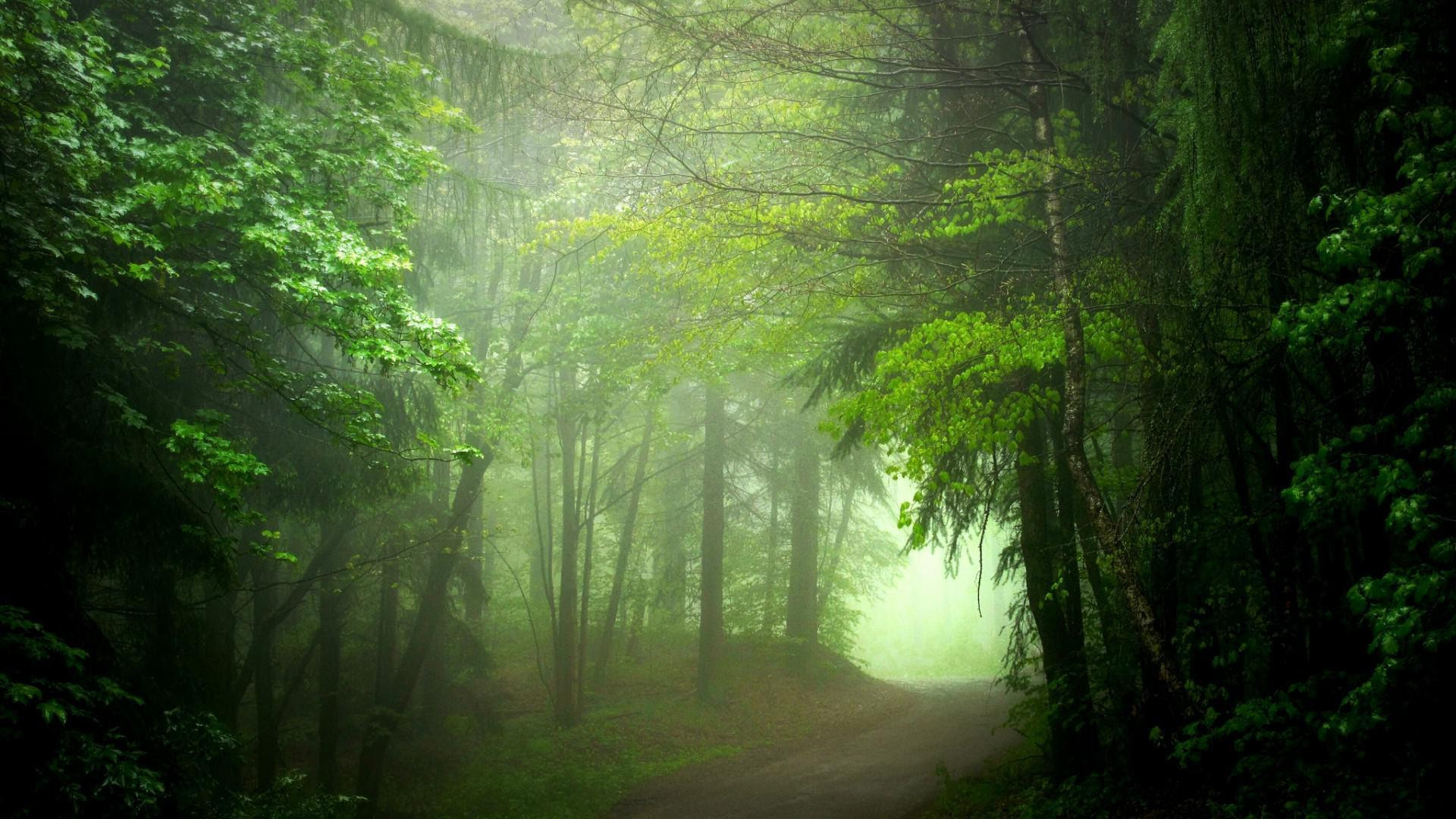 Hutan Wallpaper Jalan Kabut Pemandangan Hijau Hd Layar Lebar Hutan Wallpaper Jalan Kabut Pemandangan Hijau Hd Layar Lebar