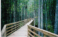Boardwalk on the Wolf River in the William B. ...