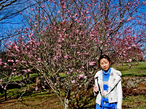 Peach Tree 002