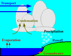 IGCSE Biology: 4.8 describe the stages in the water cycle, including ...