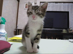 kitten animated GIF