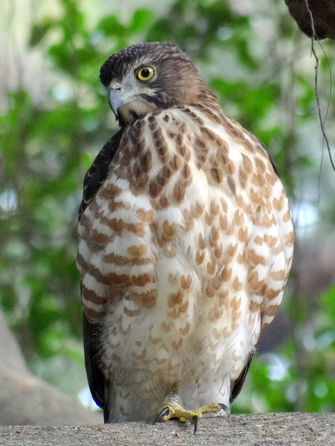 鳳頭蒼鷹/無限台南