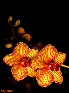 Аромат орхидеи