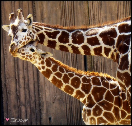 collectionphotos 2017: cute newborn baby giraffe pictures 2013-2014