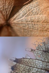 Hydrangea skeleton