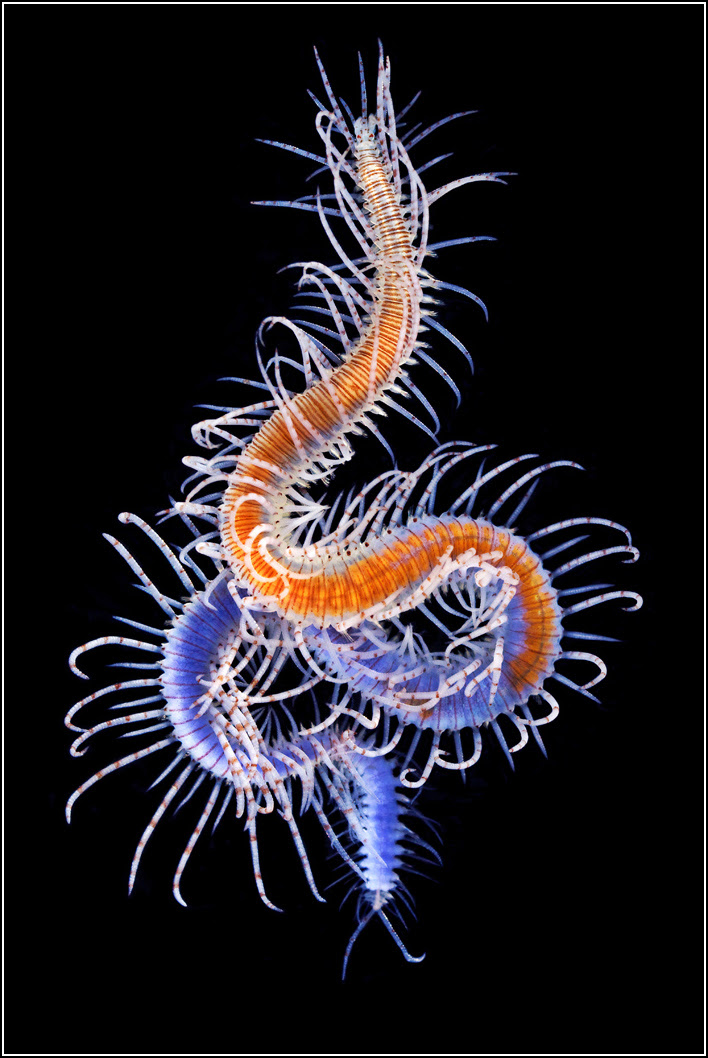Aquatilis Expedition