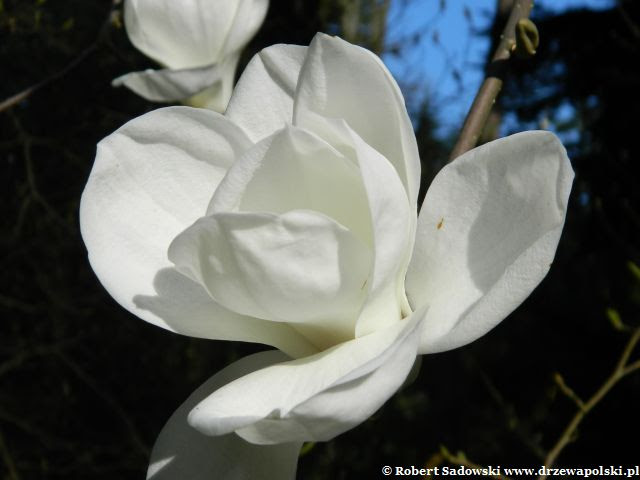Kwitnie magnolia naga