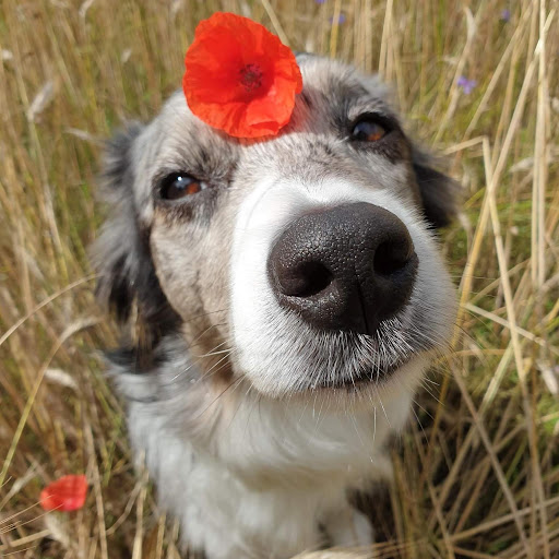 Zapisy – Ultra Flyball Team