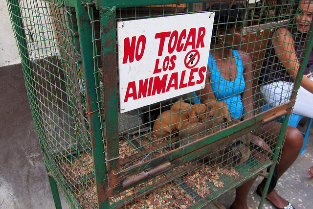 dont touch the animals