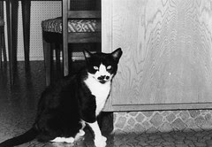 Bigotes (1972-1987)