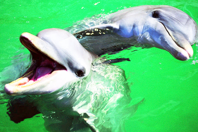 Дельфиний язык