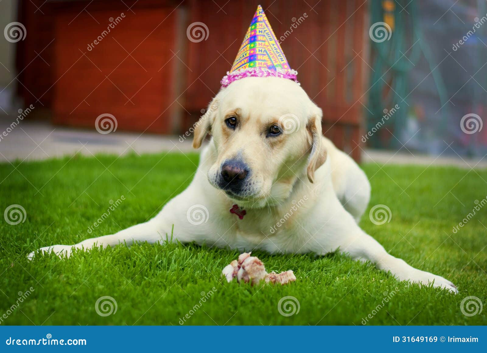 Zum Geburtstag Hund clacypiegloria blog