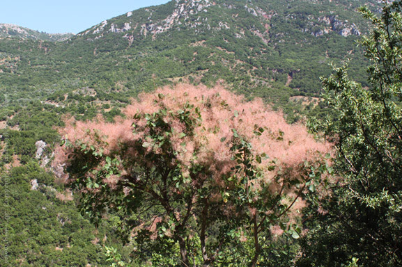 tree tree