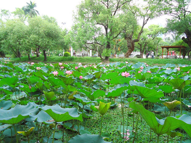 台南公園賞荷/無限台南