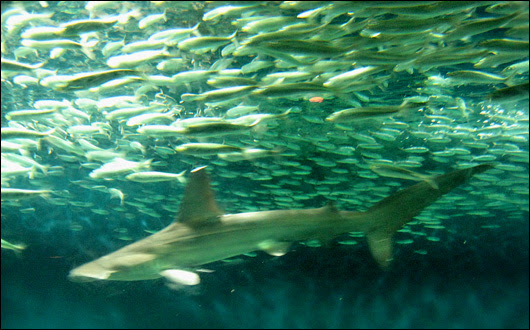 葛西臨海水族園