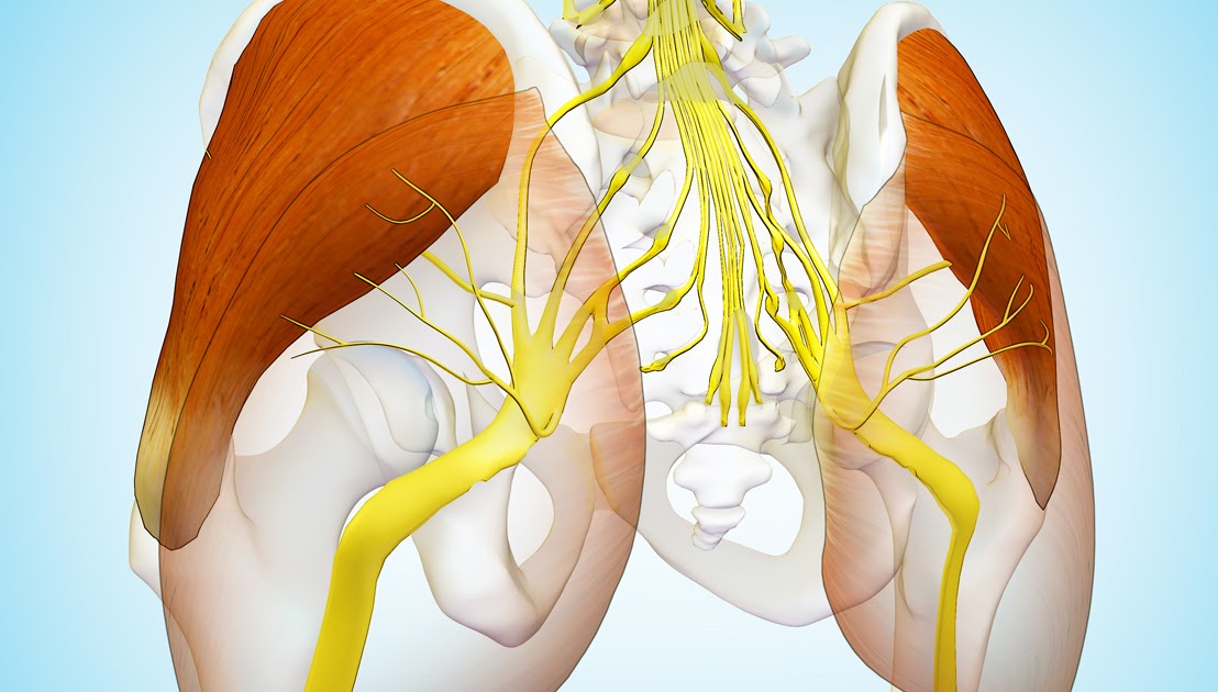 The Daily Bandha: The Gluteus Medius Muscle in Yoga