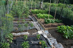 community garden plots
