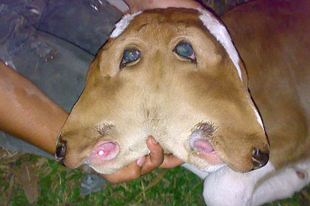 ‘Beautiful’ cow born with two heads