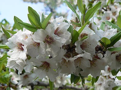 fleurs blanches.jpg