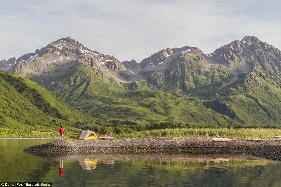  Mr Fox stands to admire the stunning green landscape at Three Saints Bay in Kodiak Island, Alaska