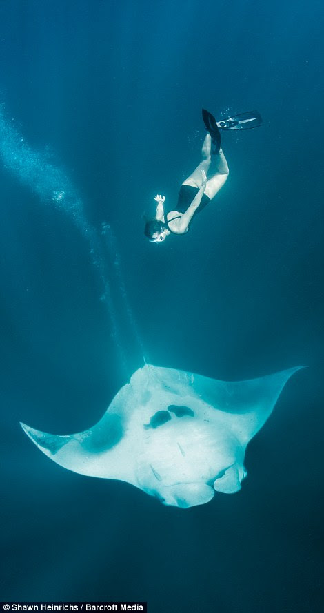 Ms Mancino poses above a manta ray