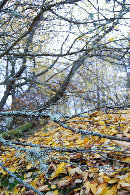 DSC_1323