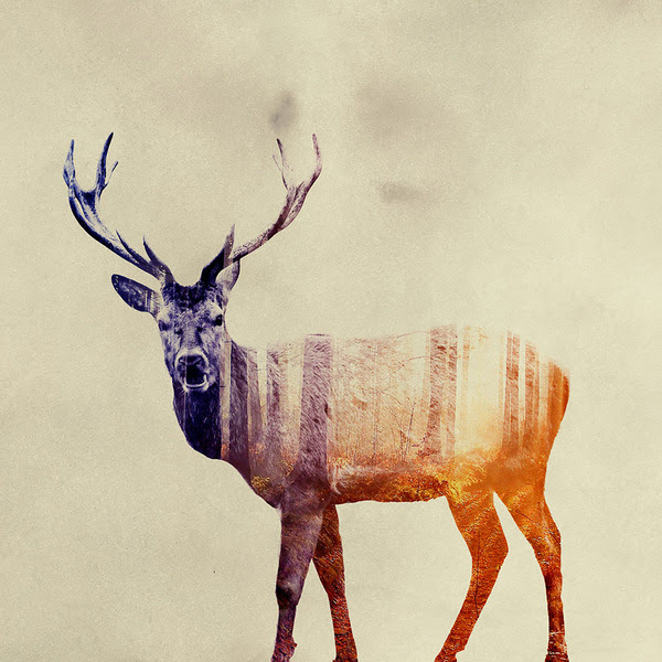 無料の動物画像 新鮮な鹿 イラスト かっこいい