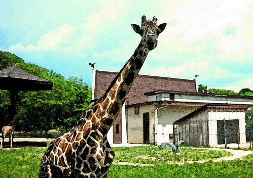 Giraffe Painting