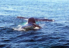 Whale_group_Tail