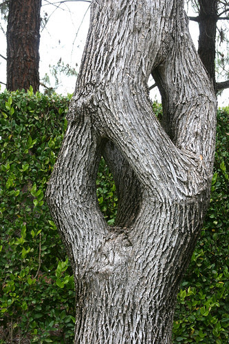 diamond tree