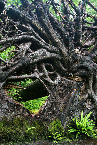 root sculpture