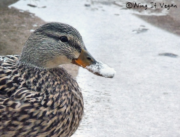 Snowy Duckie