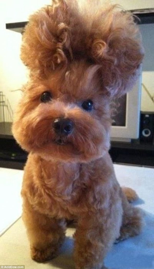 Hair of the dog: A backcombed bouffant was the must-have style for this pampered pooch