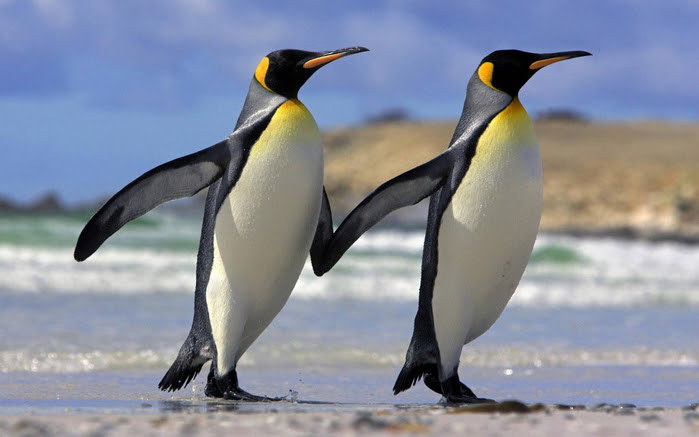 penguins24 (700x437, 283Kb)