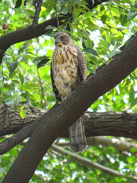 鳳頭蒼鷹/無限台南