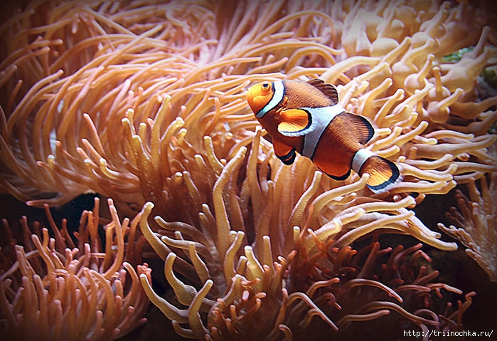 Live underwater world!