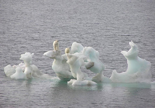 Polar Bear doom