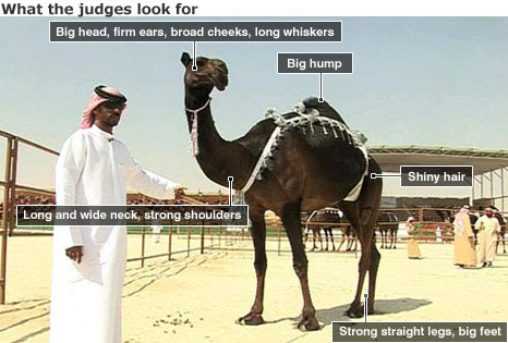 Judge with camel