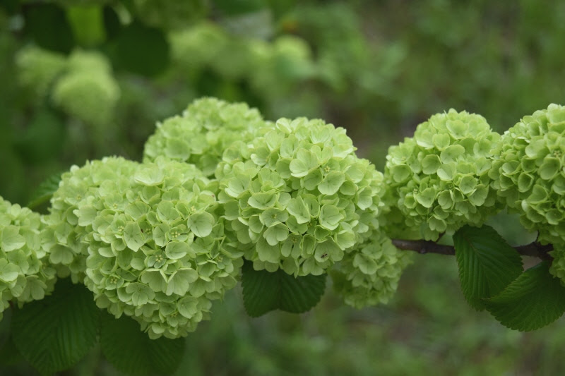 すべての美しい花の画像 新鮮な緑色 花